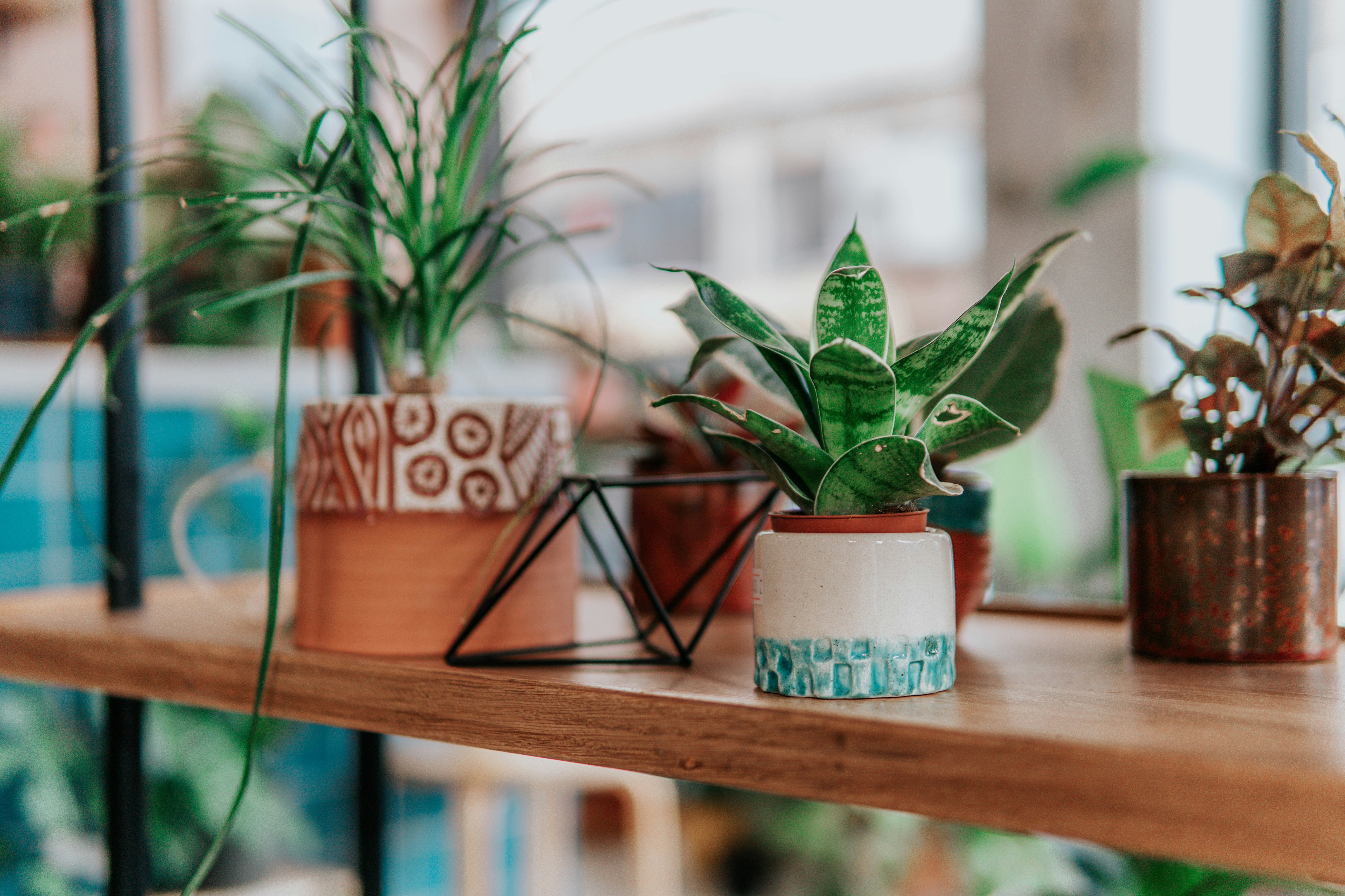 green plant in white ceramic pot on brown wooden table